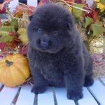 [맥스네가족] 사랑스런 맥스의 성장기 - 3탄