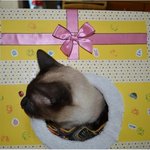 울집 괭이 집을 <b>울림통</b>으로 써봤슴니다 ㅋㅋ