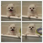 <b>1+1</b>영원한귀요미 화이트포메둘이3탄