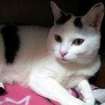 [용배꾸르밍] 대두김용배의 불법안마시술소 ?!?!