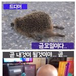[유머] *모음9* 귀엽고 웃긴 <b>동물</b> 사진들