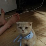 스코티쉬<b>폴드</b> 봉자봉