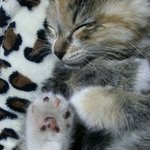 <b>어미</b>잃은 아기냥이가 따라왔어요ㅠㅠ