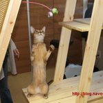 코코 <b>여인</b>내와 생후 73일 된 야옹이 치토의 친해지길 바래.( 1편...