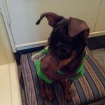 부산 <b>해운대구</b> 재송동 길 잃은 강아지ㅜㅜ