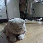 스코티쉬폴드 봉자봉2