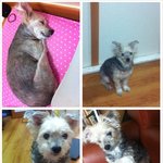 강아지를 찾습니다(신길6동) 지나치지 말아주세요..