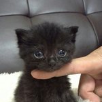 내눈엔 너무예쁜 올블랙 냥이