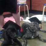 [맥스네가족] 사랑스런 맥스의 성장기 - 4탄