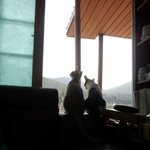 [냥특수부대] 둥이이야기 14탄  나들이 나간 미호 혼자가된 둥