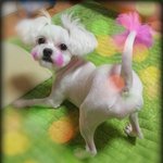 [강아지] 누리 똥꼬 칼라<b>파워</b>~~^^