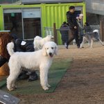 [스탠다드<b>푸들</b>] 용되고있는 믹써기들