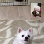 <b>만두</b> 엉아 너는 나 보고있엉..ㅎ