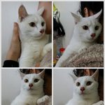 주인 잘못만나서 길거리에 버려진 냥이들에게 좋은 가족이 되어주세요...