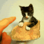 [시우민] (사담인가...)슈밍생각나서 고양이한테 선행한썰......