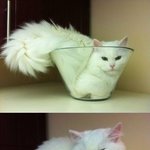 고양이 액<b>체설</b>?ㅋㅋㅋ