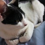 [냥특수부대] 둥이이야기 15탄 미호의 아기 .새로운 까미