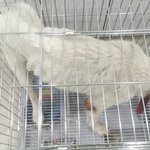 [도와주세요] 죽음의 <b>문턱</b>에서도 서로를 위하는 진도 두아이에게 도움이...