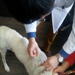 [도와주세요] 심장사상충, <b>종양</b>과 싸우고 있는 랑이의 하루..