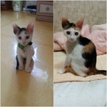 예전에 아기냥이 주워왔다는 글 후기입니다.