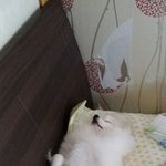 야구응원후 뻗으신 <b>난이</b>