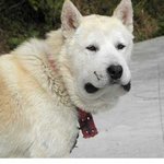 [<b>작두</b>] 뱀한태 물린 개