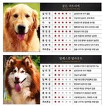 [<b>작두</b>] 강아지들 스탯