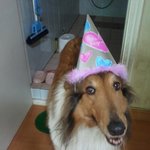 [애견] 아작아  사랑해