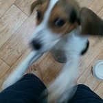 아빠가 비글사왔다..하 나진짜<b>멘붕</b> 마포대교가실분 급구(1/100)