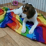 [비상대피소] 판녀들..비글이름좀지어줘 네이밍센스를<b>발휘</b>해보아요(뾰로롱)