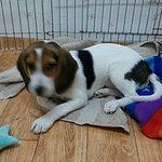 [비상대피소] 비글이름"쫑"이라정함!! 오호랏~ 괜쟌탸'-'