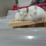 [햄스터] <b>새해</b>맞이로  오랜만에 사진을  찍어주었어요.