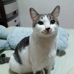 동작구 장승<b>배기</b>에서 소중한 고양이를 잃어버렸습니다