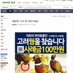 [애완꿩꾸꾸]  애완꿩 꾸꾸를 찾습니다 - 신도림사시는분들 유심히봐주세요ㅠ_ㅠ