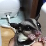 [슈가] 슈가글라이더 아세요~?