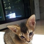 [고양이] [아비시니안] 식탐고냥이 고롱