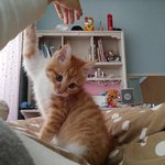 [고양이] 보기만해도 <b>힐링</b>된다냥~