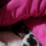 [냥특수부대] <b>둥이</b>이야기 16탄 4마리의 미호와 <b>둥이</b>