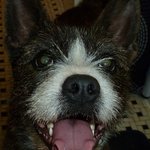 [맥스네가족] 사랑스런 맥스의 성장기 - 5탄