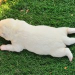 궁디팡팡 하고싶은 치명적인 강아지 <b>뒷태</b>