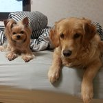 골든리트리버   ♬별이랑 딱지네가 돌아왔쓰용 ♬