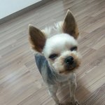 [올라뿡뿡] 겸둥이 올라 <b>새해</b> 인사드려요^^