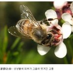 [블락비] 방금 쏘이면 아픈 독충? 그거 순위보는데