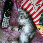 아메리카숏헤어 <b>숭늉</b>이의 일기.