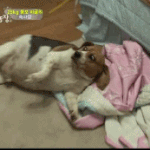 [<b>xoxo</b>] 헐 나 드디어