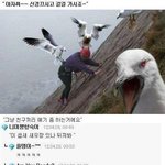 <b>깡패</b>갈매기.jpg