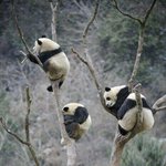 [<b>xoxo</b>] 킁킁 여기서 타오 냄새가나요