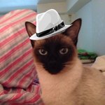 [쉬크냥<b>루팡</b>] <b>루팡</b>이 인사드려요