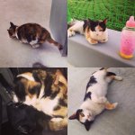 [길고양이] (+수정추가) 고양이관련 조언 부탁해요...