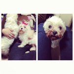 급))))))))) 양천구 <b>신월동</b>에서 말티즈 2마리 분실하신분 찾아요
